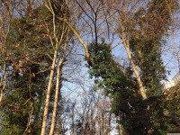 drzewokrzew_1263