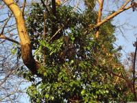 drzewokrzew_1264