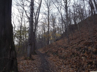 drzewokrzew_1266