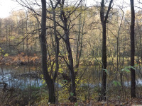 drzewokrzew_1268