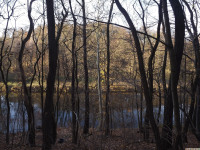 drzewokrzew_1270