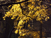 drzewokrzew_1271
