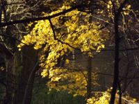 drzewokrzew_1272