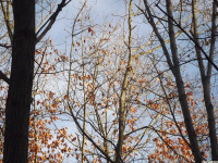 drzewokrzew_1274