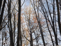 drzewokrzew_1275