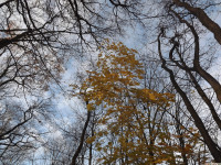 drzewokrzew_1278