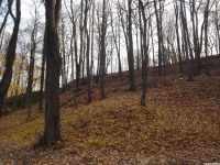 drzewokrzew_1279