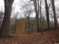 drzewokrzew_1280