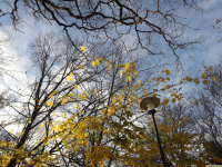 drzewokrzew_1282
