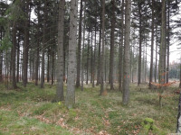 drzewokrzew_1283