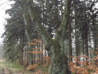 drzewokrzew_1284
