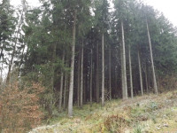 drzewokrzew_1285