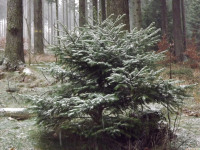 drzewokrzew_1286