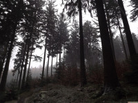 drzewokrzew_1287