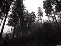 drzewokrzew_1288