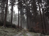drzewokrzew_1289