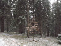 drzewokrzew_1291