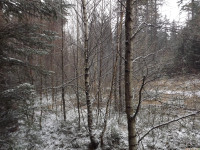drzewokrzew_1293
