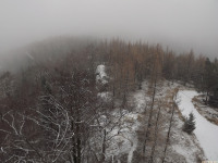 drzewokrzew_1294