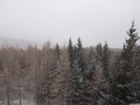 drzewokrzew_1295