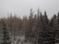 drzewokrzew_1296