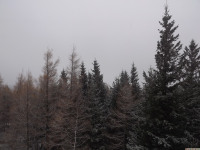 drzewokrzew_1297
