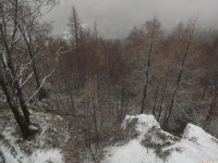 drzewokrzew_1298