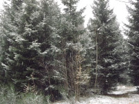 drzewokrzew_1299