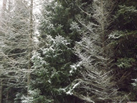 drzewokrzew_1300