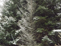 drzewokrzew_1301