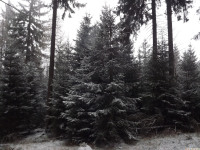 drzewokrzew_1302