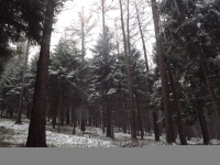 drzewokrzew_1304
