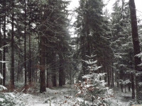 drzewokrzew_1305