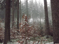 drzewokrzew_1306