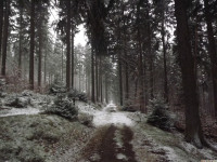 drzewokrzew_1307