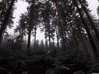 drzewokrzew_1309