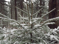 drzewokrzew_1311