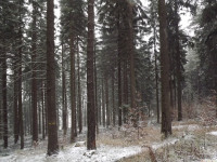 drzewokrzew_1313