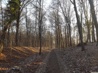 drzewokrzew_1316