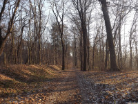 drzewokrzew_1317