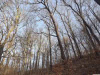 drzewokrzew_1318