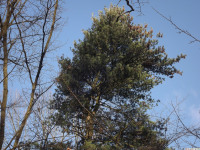 drzewokrzew_1319