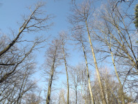 drzewokrzew_1323