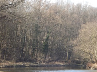 drzewokrzew_1325