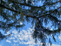 drzewokrzew_1326