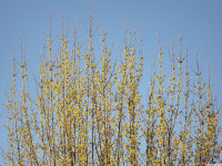 drzewokrzew_1329
