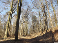 drzewokrzew_1331