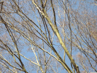 drzewokrzew_1333