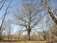 drzewokrzew_1334
