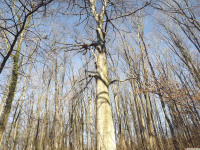 drzewokrzew_1337